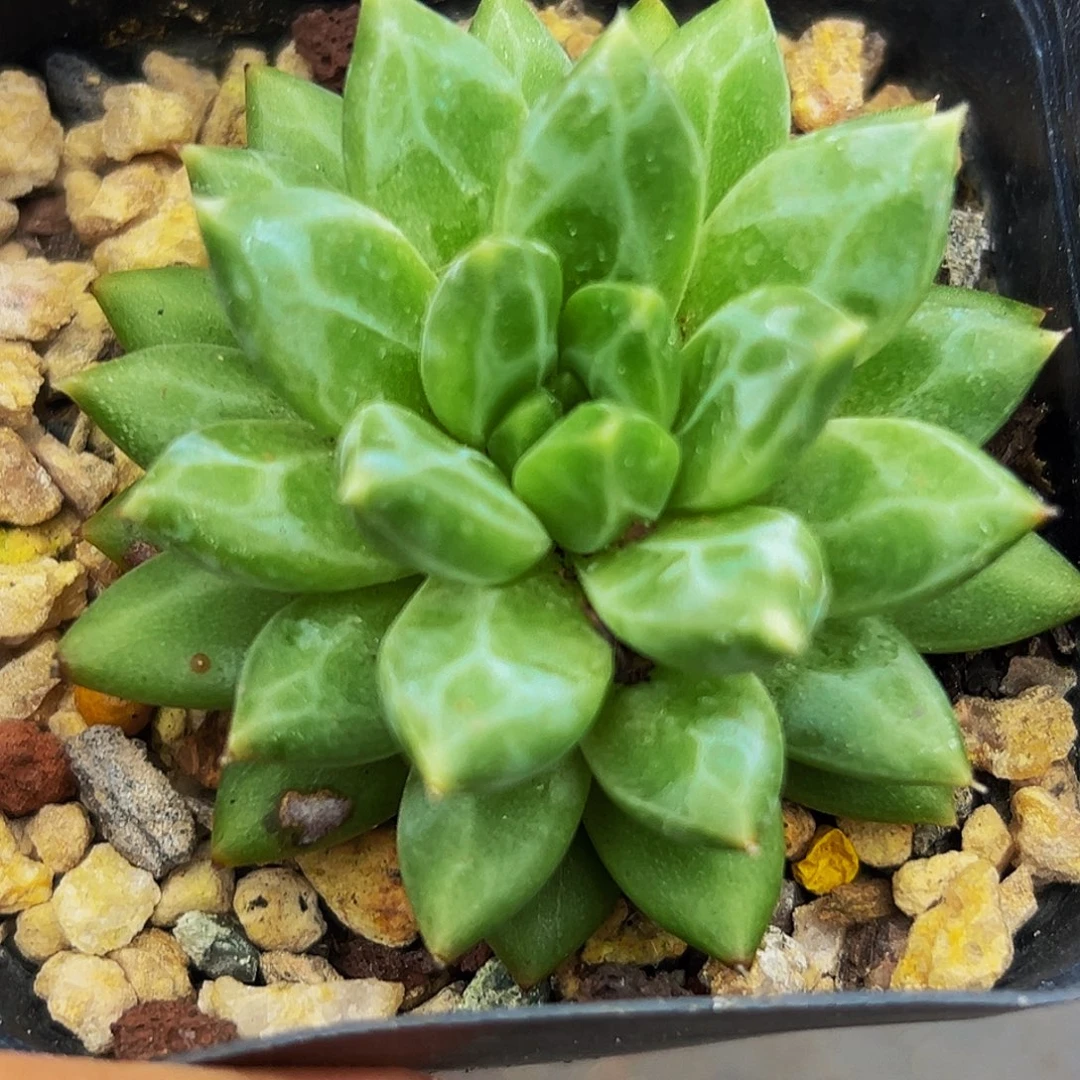 1颗美人系列多肉植物