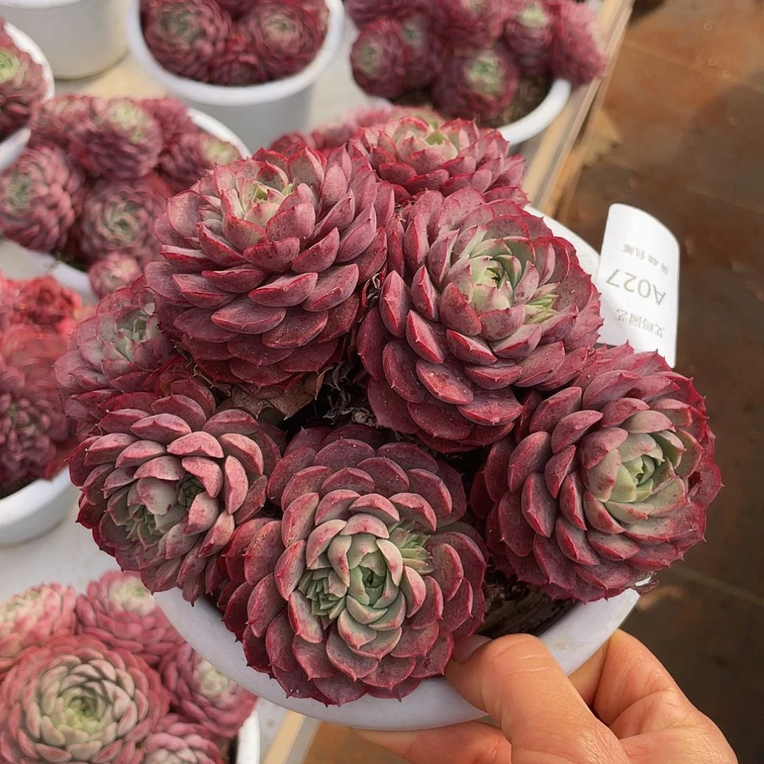 朱砂痣027 人多肉多肉