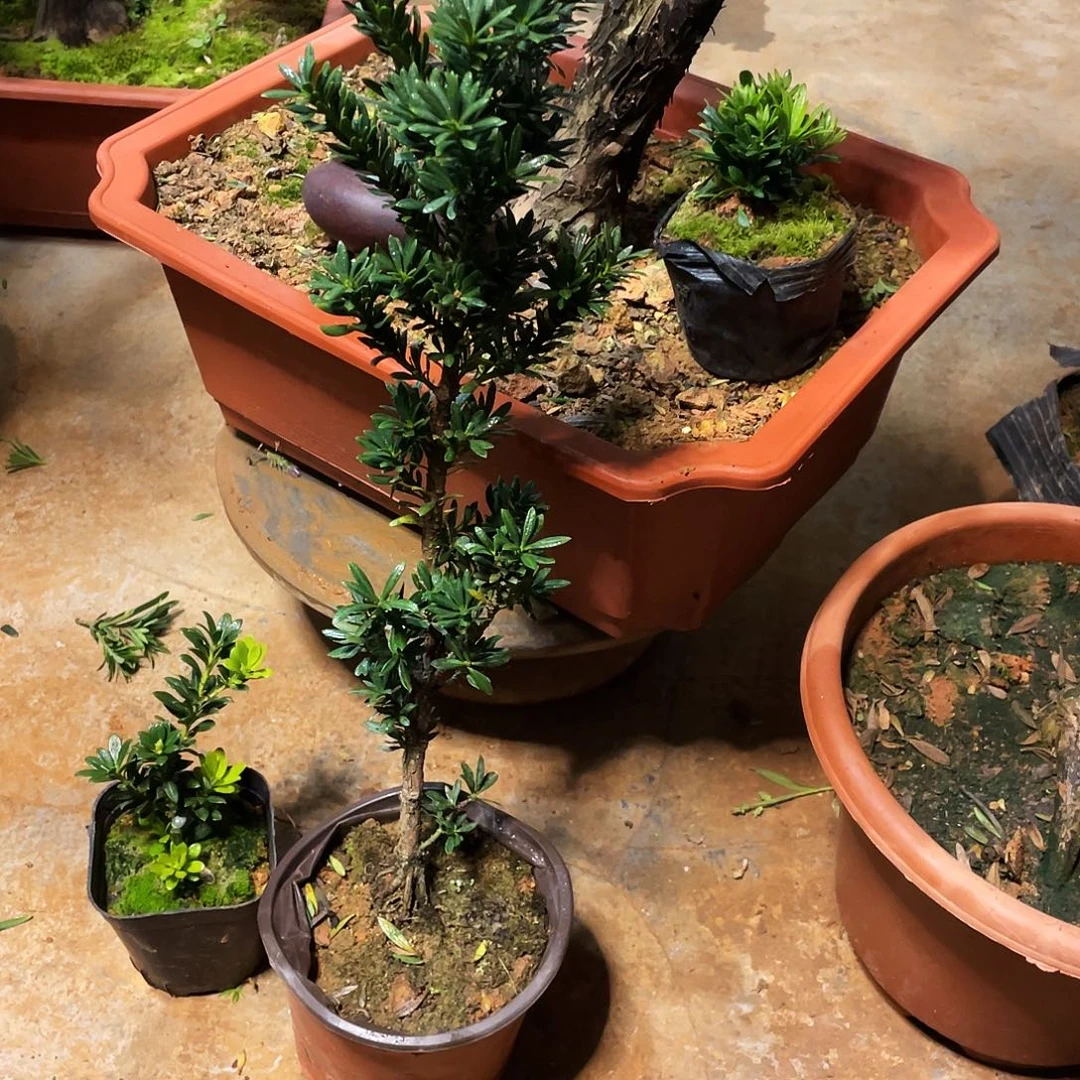 含***予无花朵罗汉松盆景罗汉松