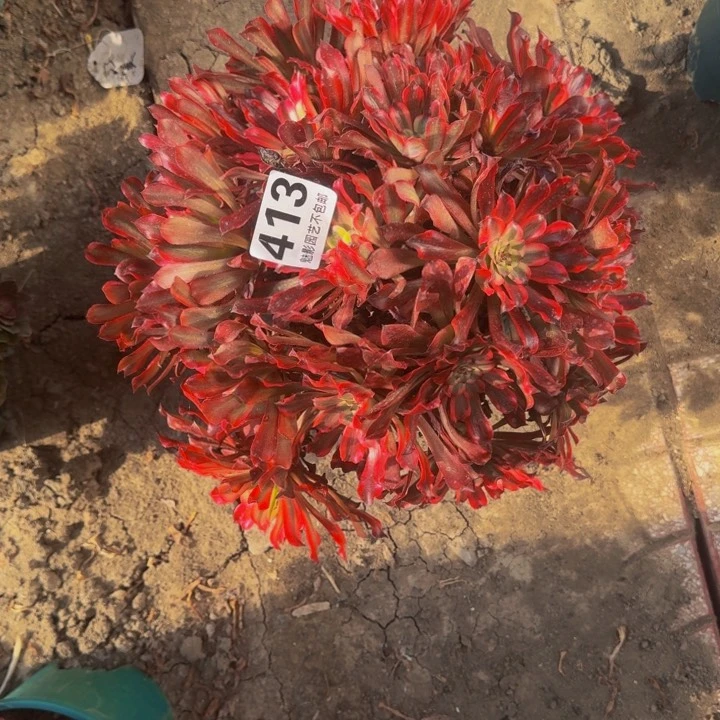 雪姬花27+51包邮花花