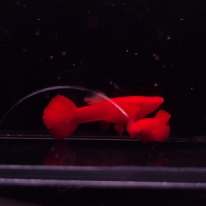 孔雀鱼火麒麟99红1对