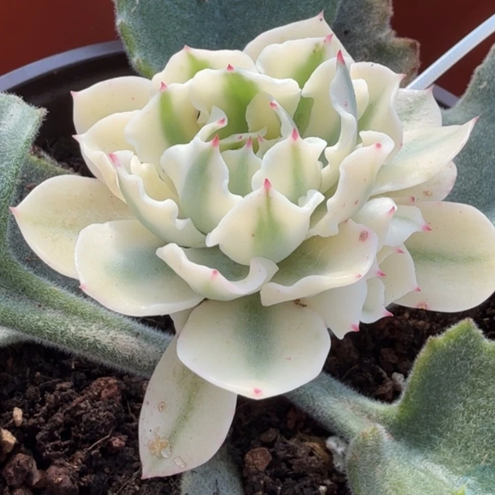 海啸锦8捧一头很多