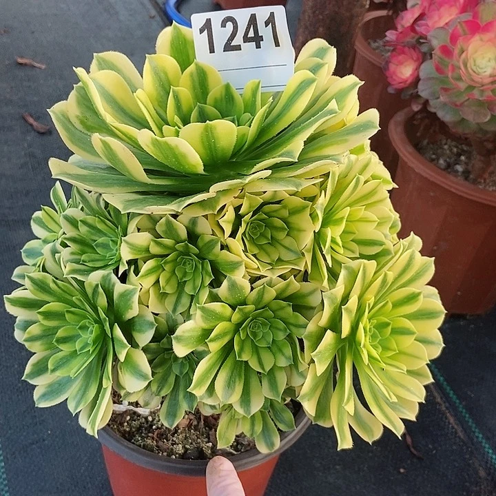 红陶1241金丝4多肉