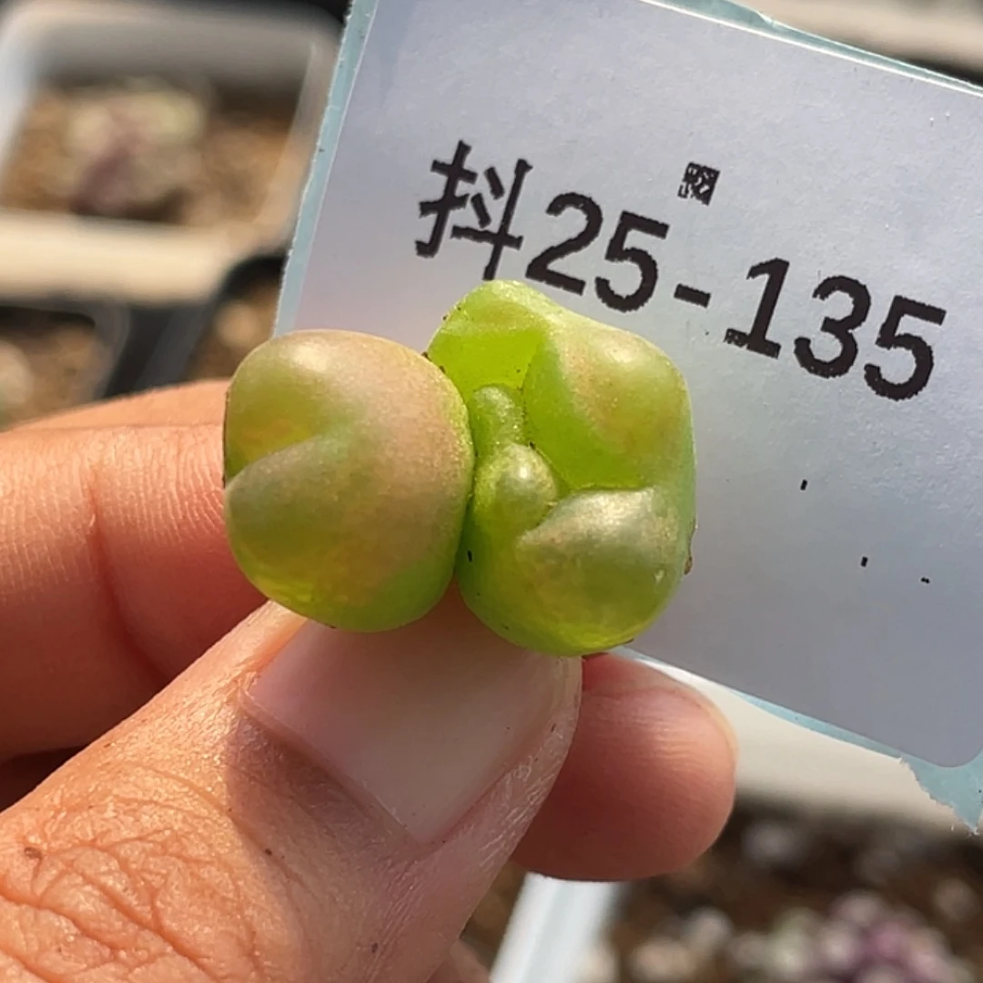 25-135变异毛毛多肉植物