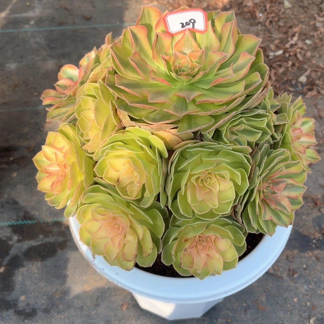 全部花朵209雨何多肉植物