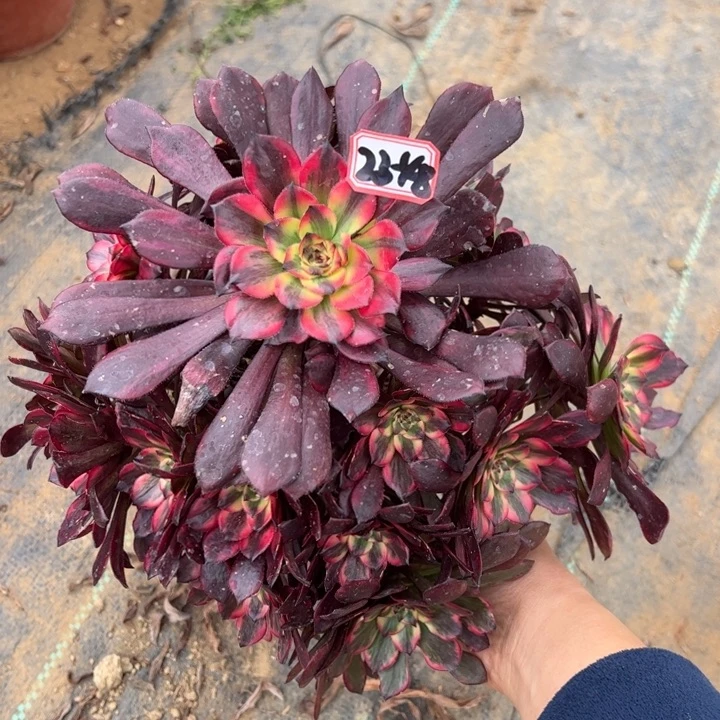 烟花多肉植物23-48