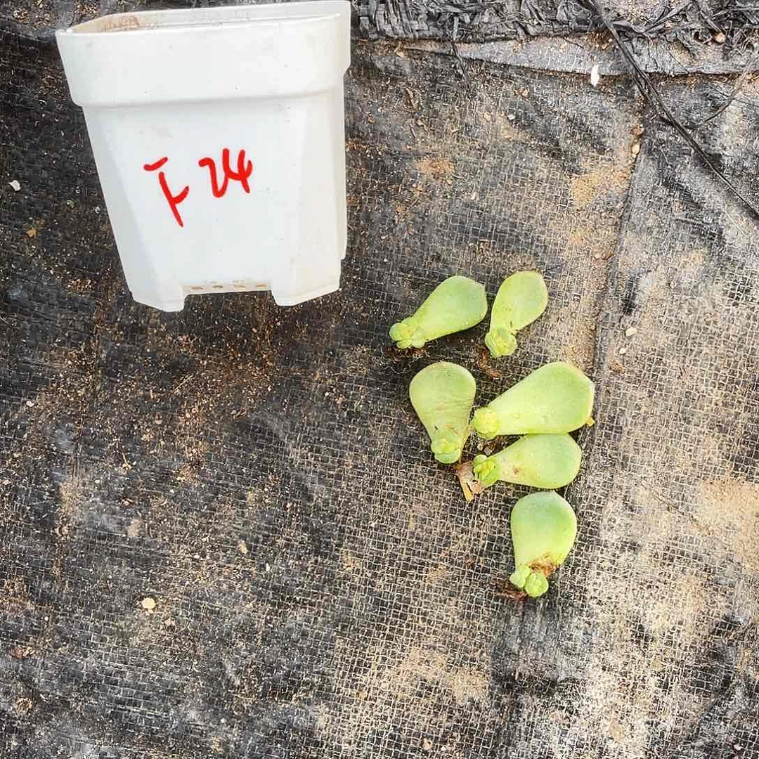 F24 中苗穴一个满25包邮