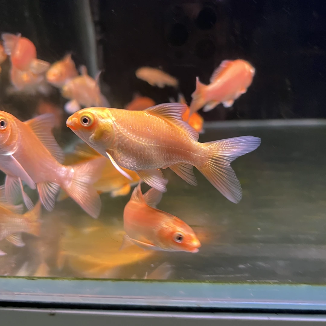 纯种普身红蝴蝶鲤尺寸10公分左右