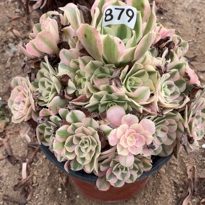 无花朵879多肉植物粉女巫