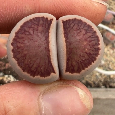 ?****࿐新粉福利程宠粉11111