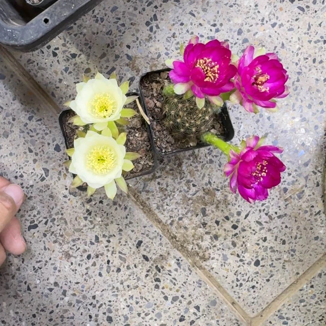 278丽花脱土发货软小掰花斑