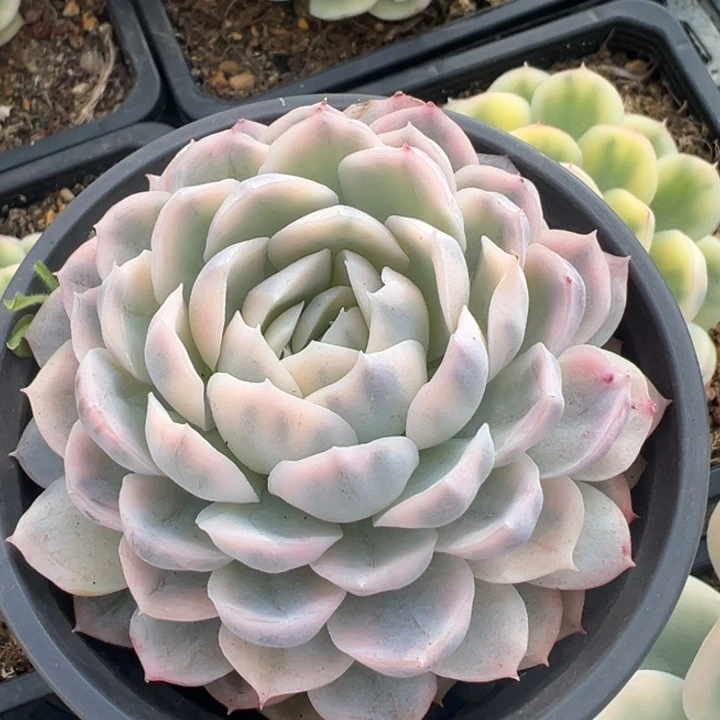 墨西哥雪球锦冠服8