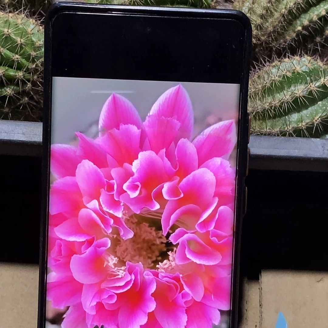 彩 云羽侧芽歪20包邮/5公分