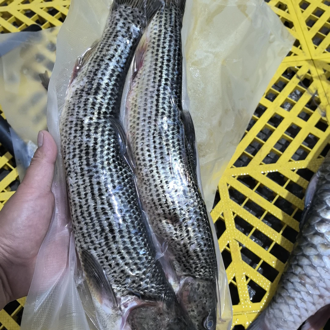 黄鱼,金沙泸鲤,肉质细嫩