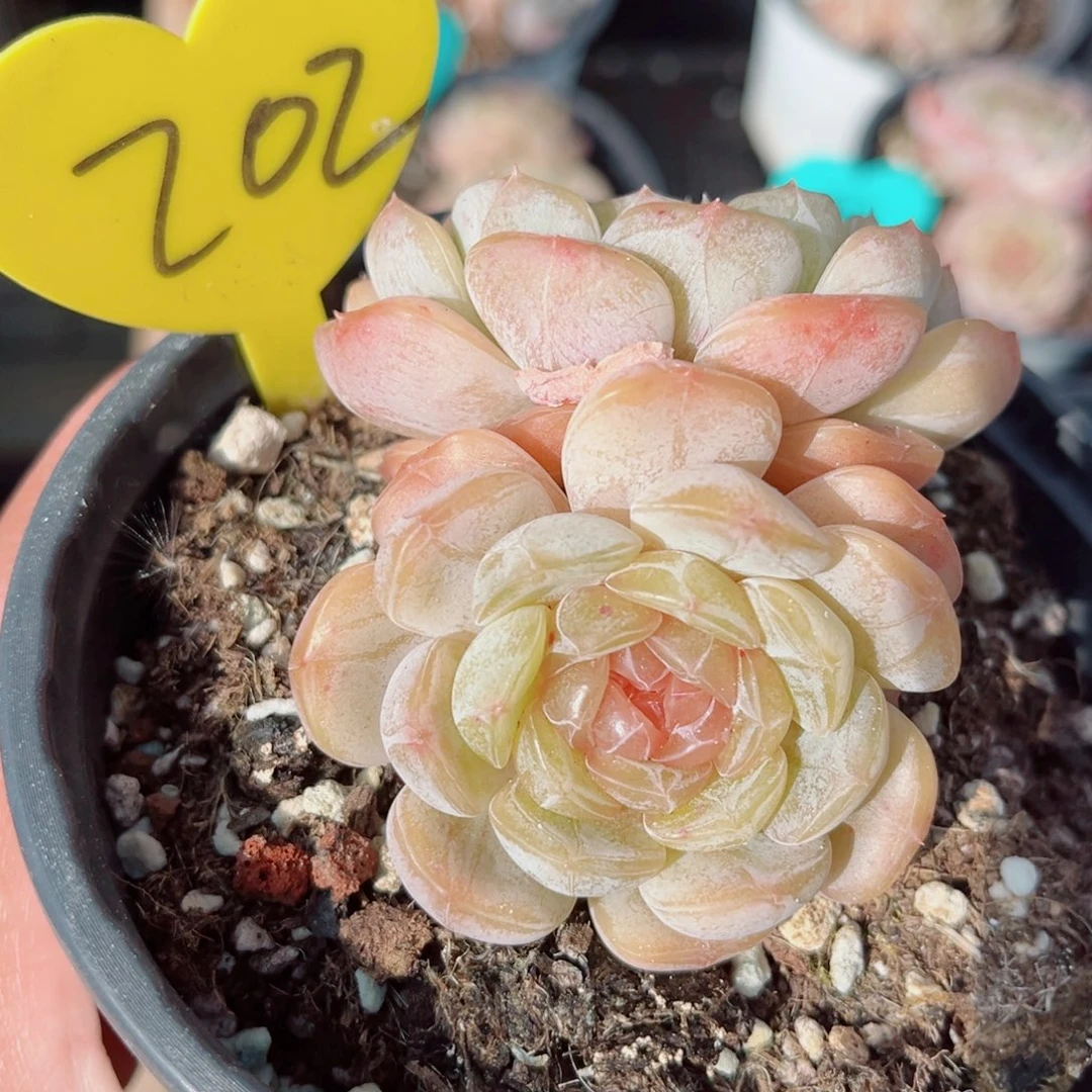 202号小老桩白恋群