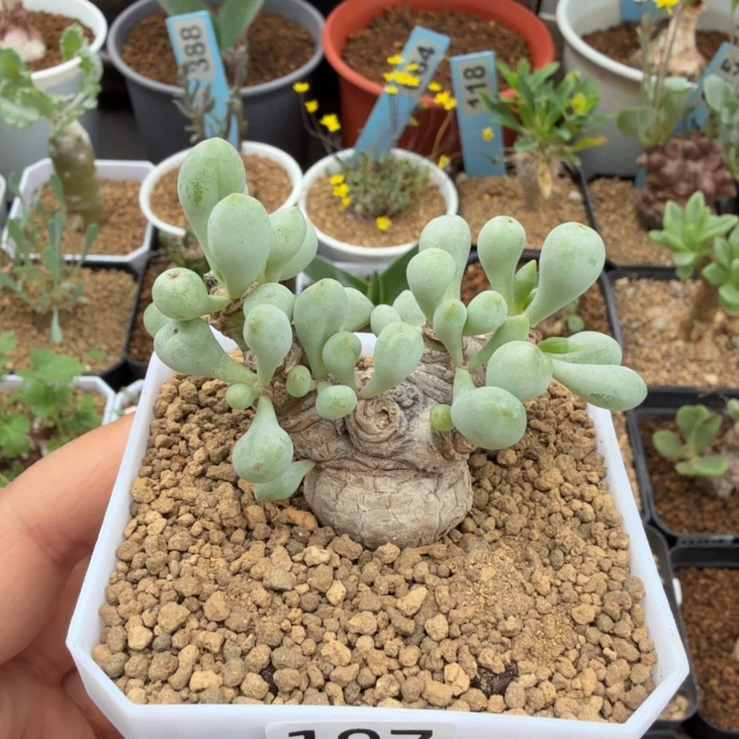 板***砖卡拉菲厚墩菊197 仙人球
