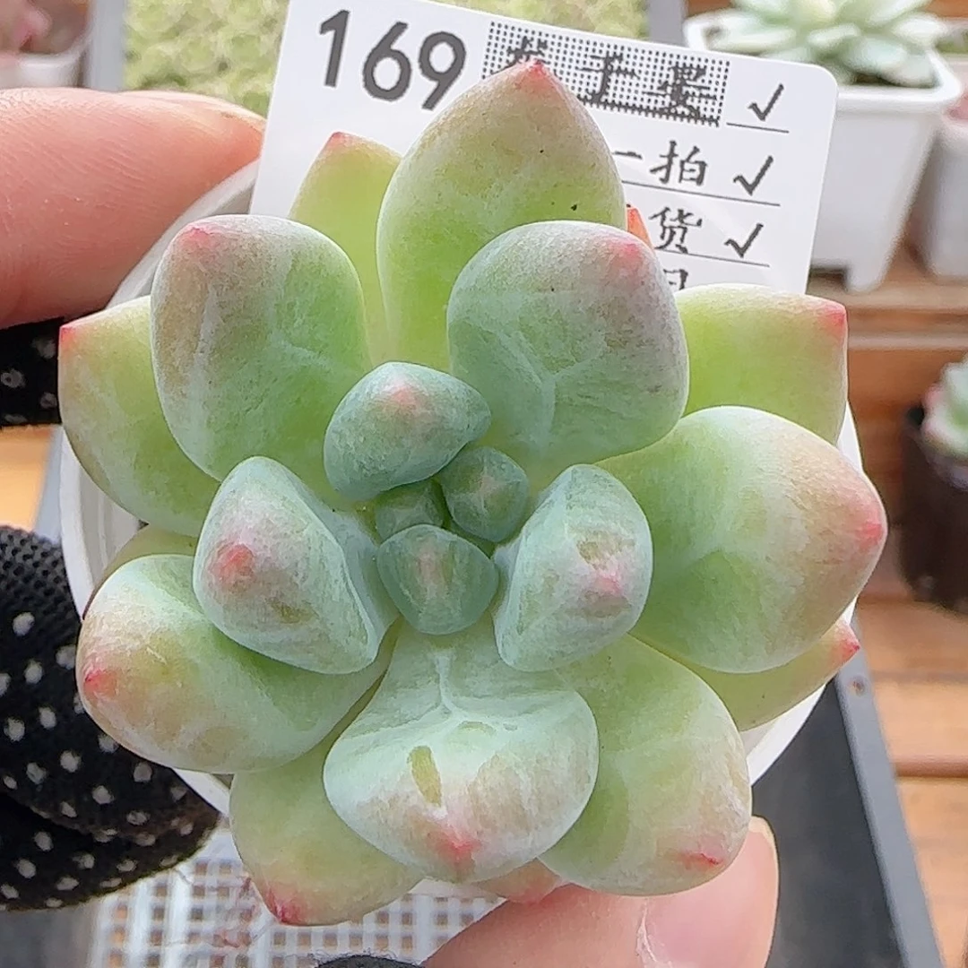 多肉0731-169美人