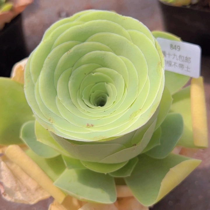 849 裸根不带土发货福利