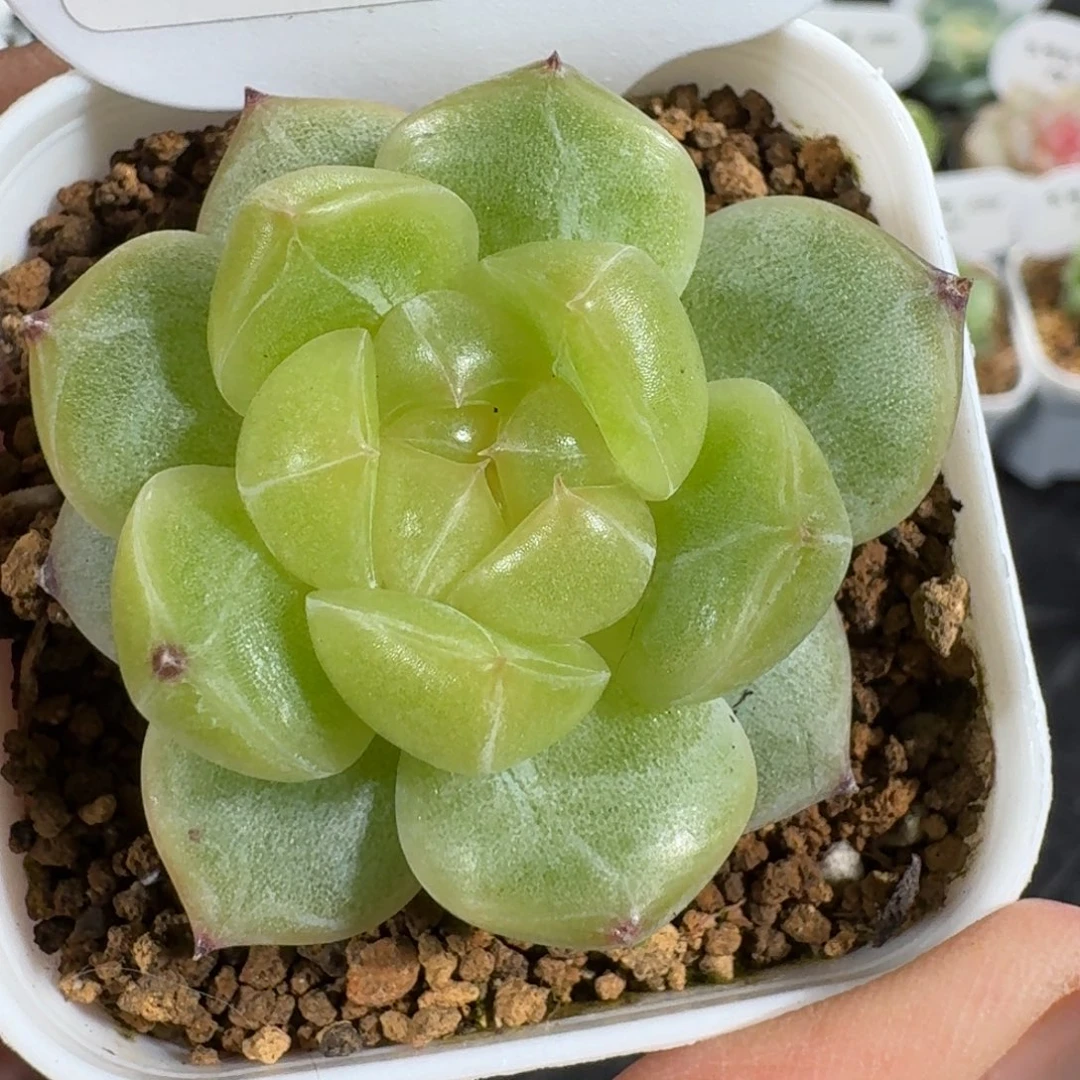 0701-061-3015黄桃
