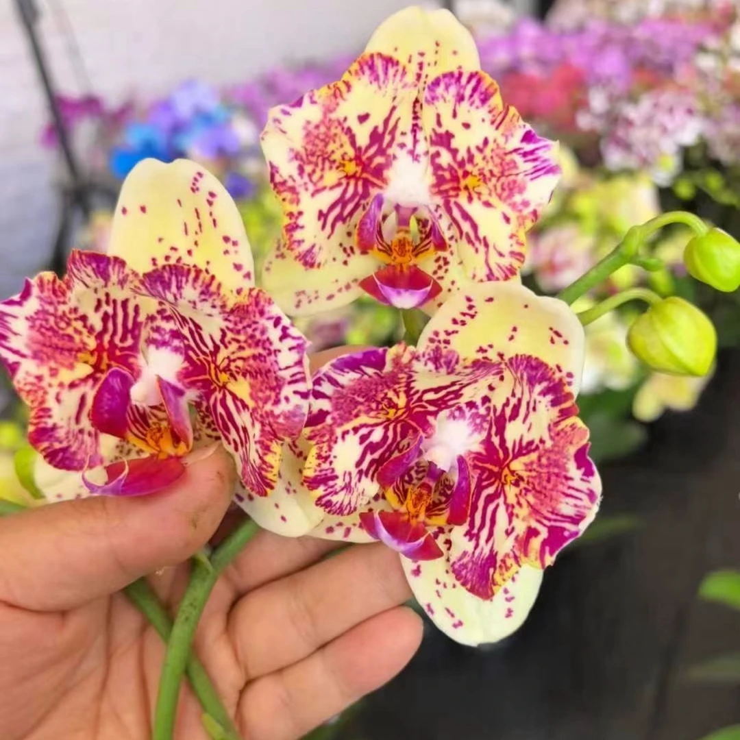 【麒麟SH484】出花剑苗 蝴蝶兰 3.5寸杯