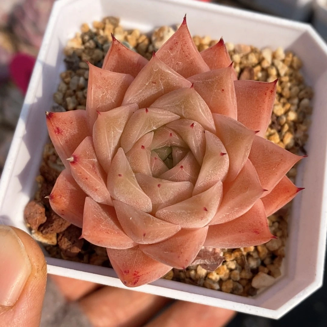 精品多肉一物一拍127