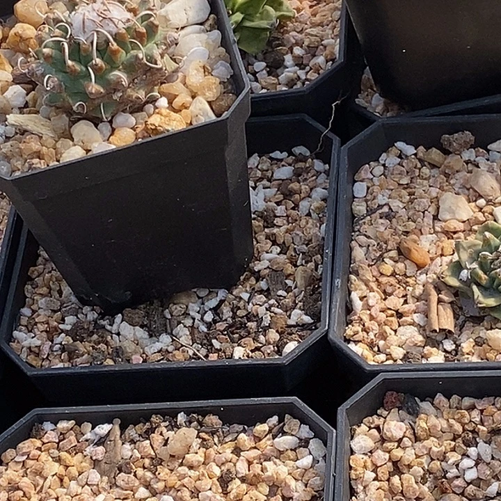 俞***洁赤花娇丽两个一组