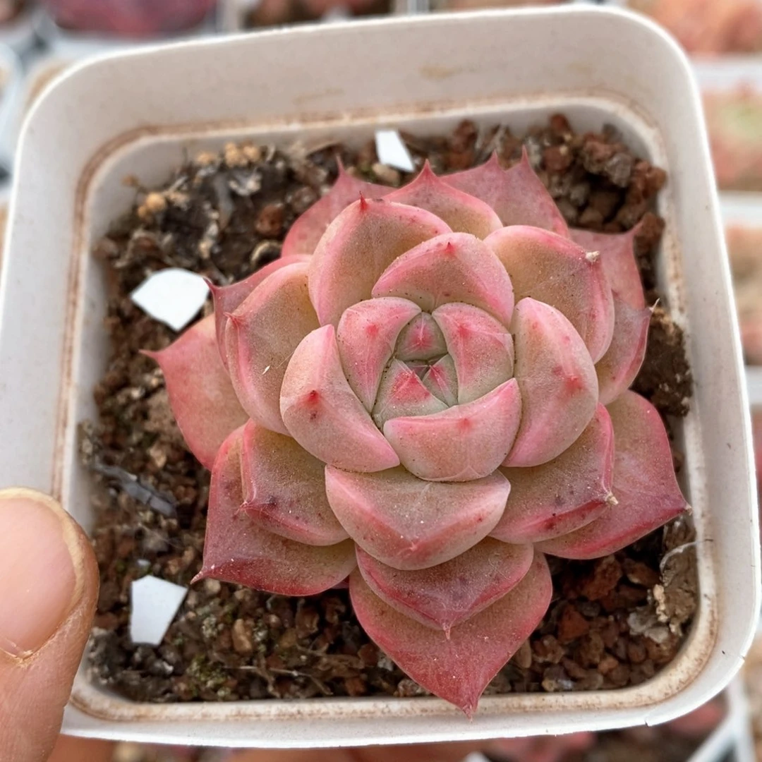 精品多肉一物一拍214