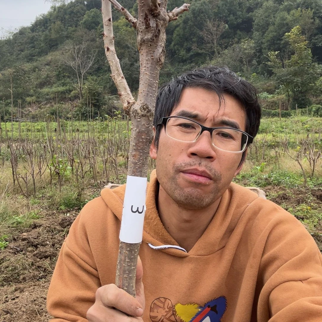 当前无花栽培后可以开花3