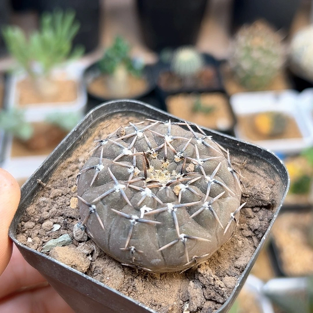 花刺怪龙丸实生球一颗