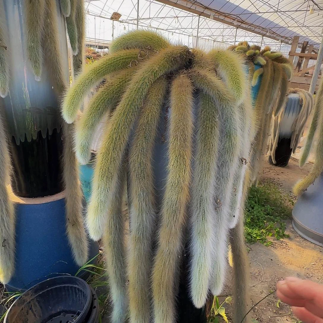 L*e哦哦哦哦哦哦哦哦哦哦哦哦哦