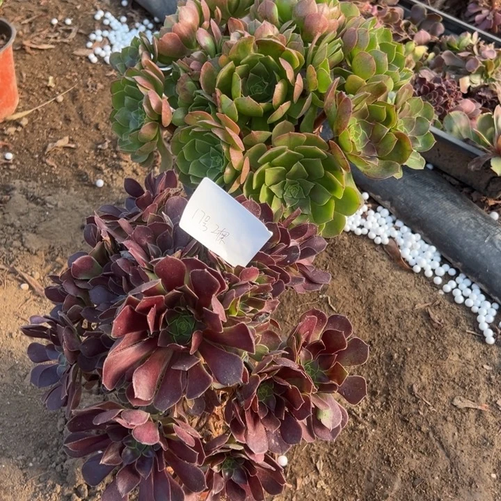 @***云17号2颗多肉植物，不包断头