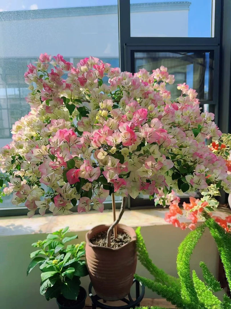 《绿樱三角梅苗一颗》好养易开花/四季勤花品种