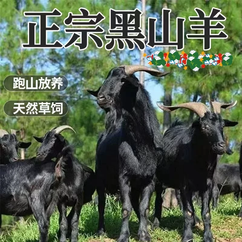 江校长 正宗黑山羊肉土羊湖北黄冈特产年货