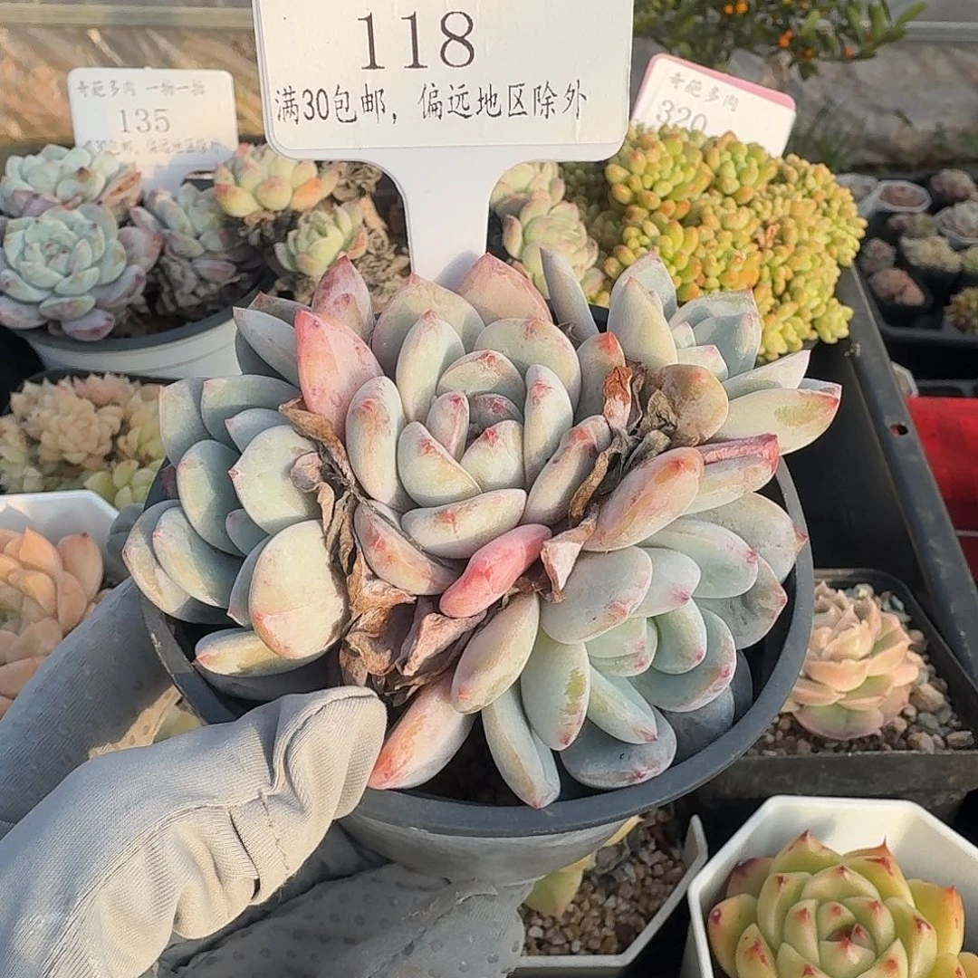 118 脱土 群生不包整 30元包邮非偏远