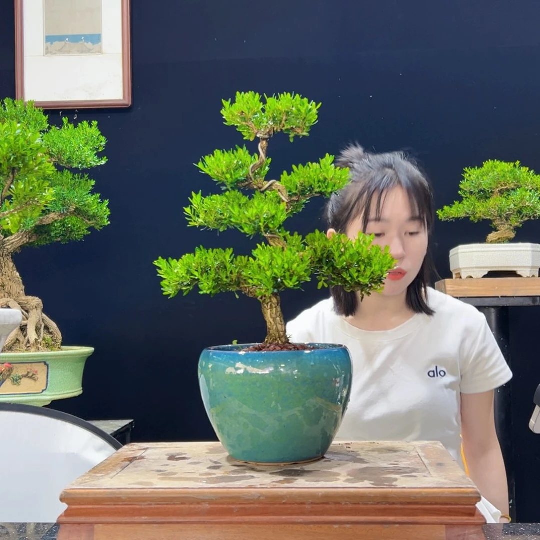 无花朵黄杨盆景老桩四季常青