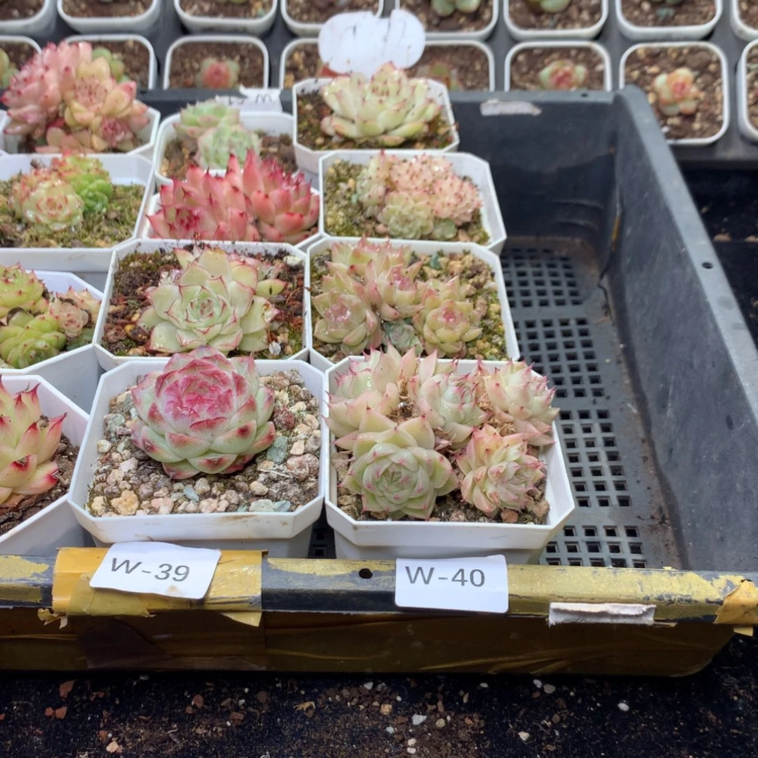 *****全部花朵W40英语英语