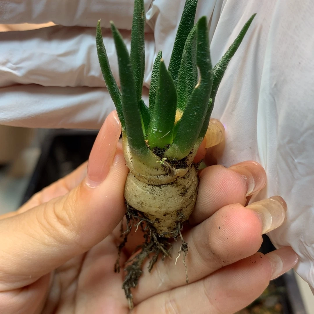 实生 龙舌兰岩牡丹 盆口经5公分