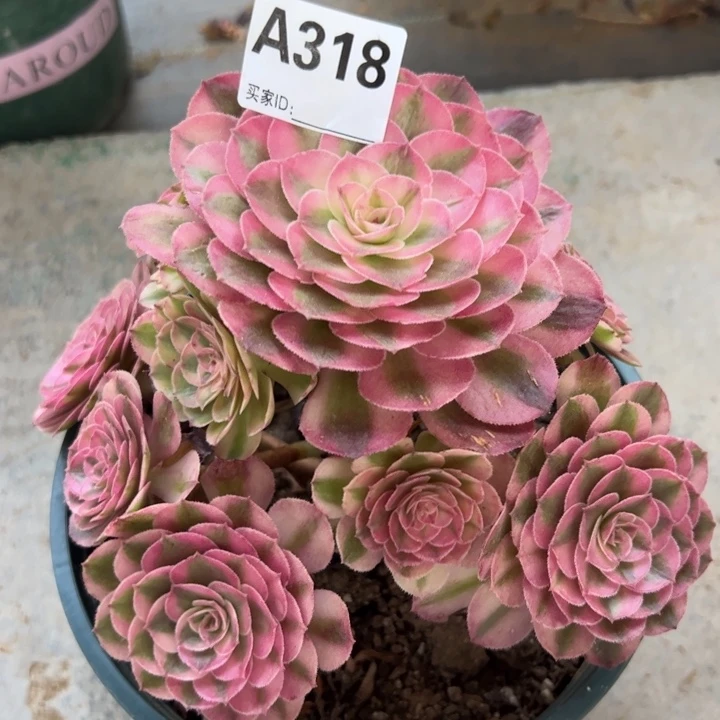 318荔枝18厘米半木质