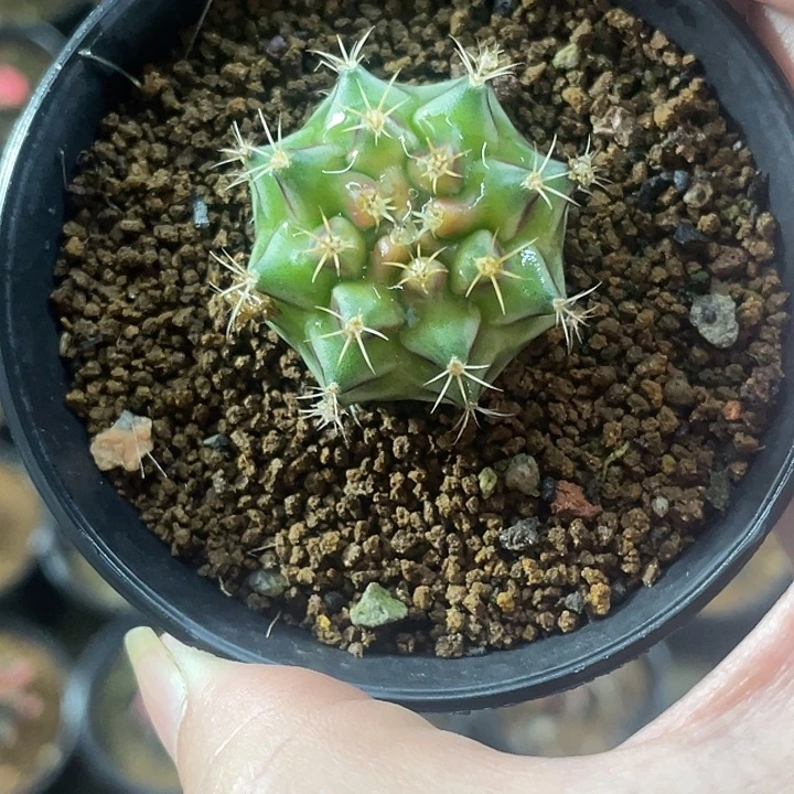 泰系侧芽绿魔，带盆土发货