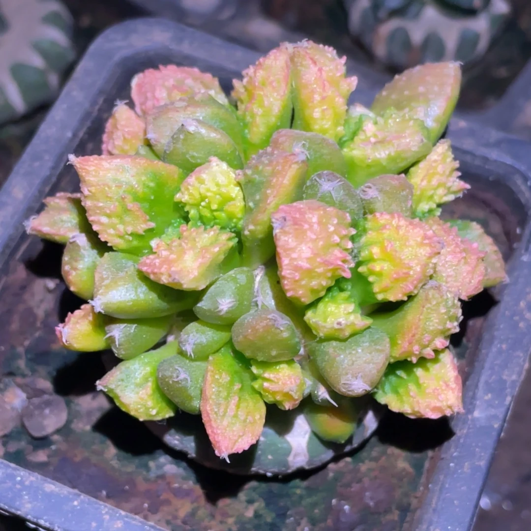 全部花朵哥斯拉牡丹锦群体040