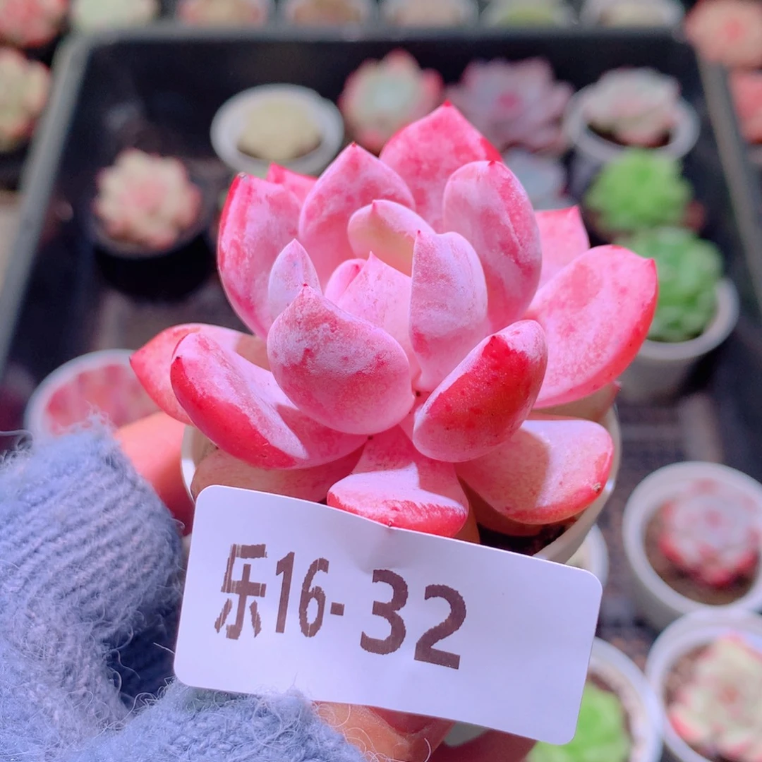 乐然16-32 橙梦露