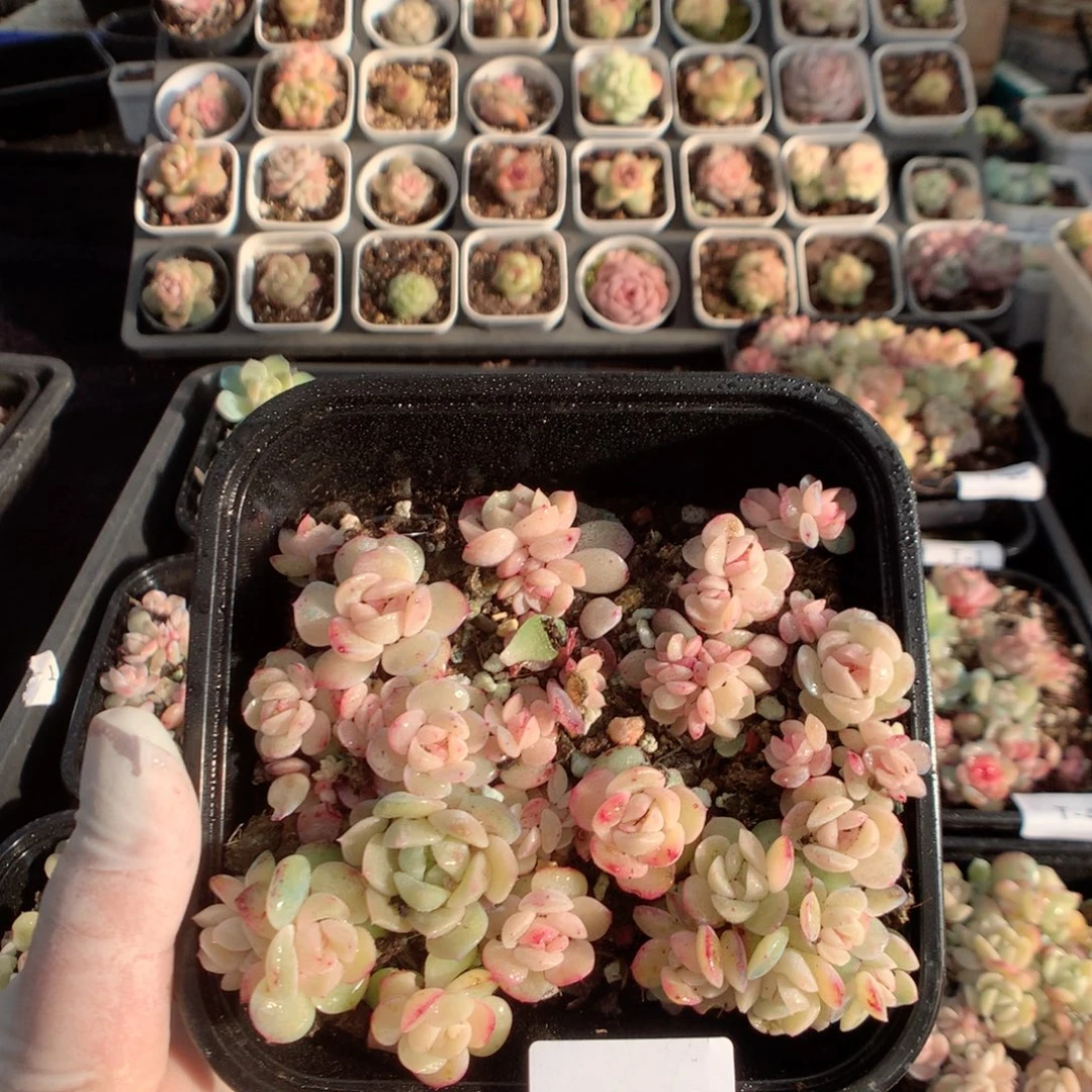 无花朵T11英语英语