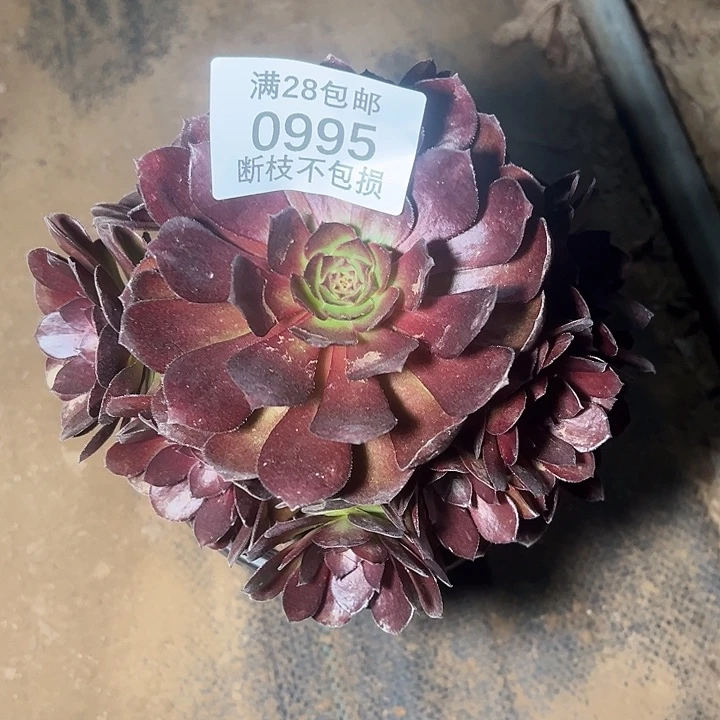 花***丽0995黑美人多肉植物