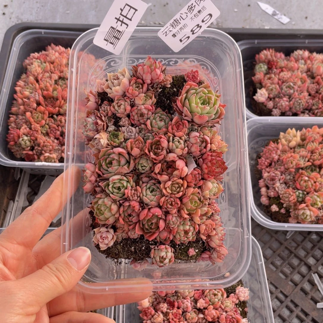 云糖心多肉植物589