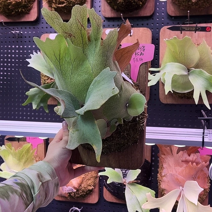 完全开放丧尸 侧芽 带原牌