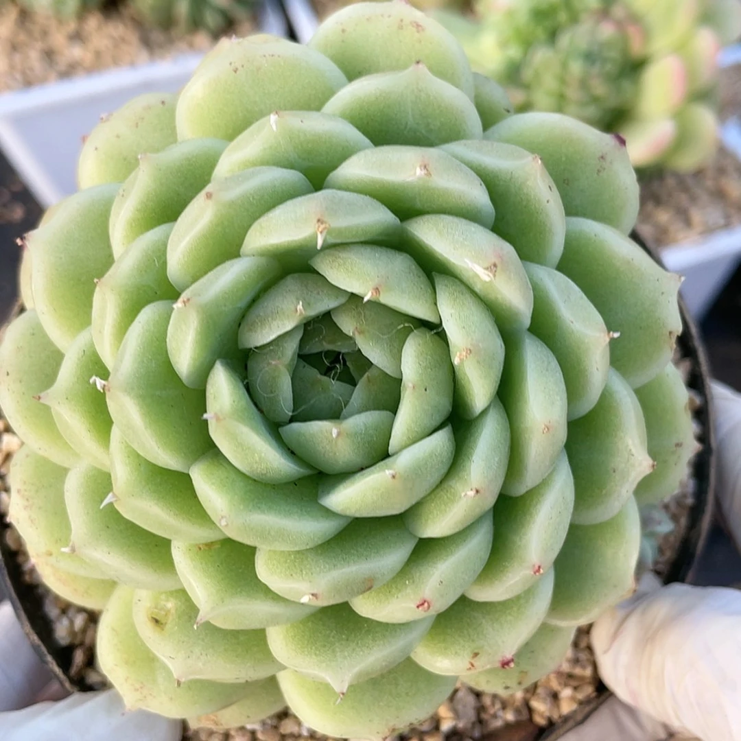 【闪购商品】18麦秆群