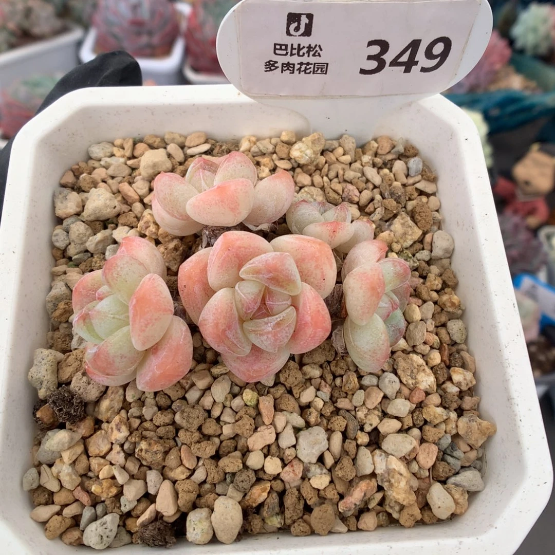 349 飘枝迷你冰玉