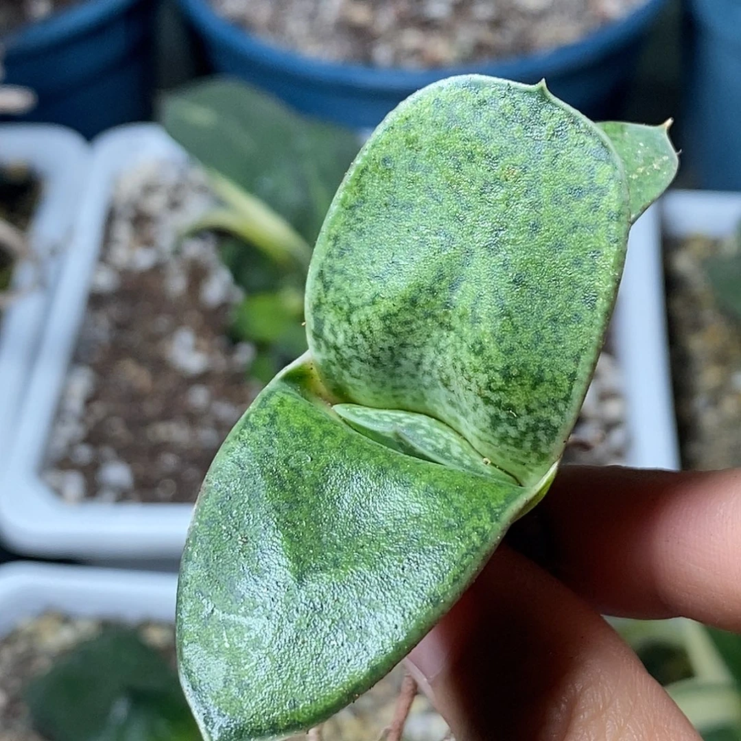 不带盆脱土裸根发货