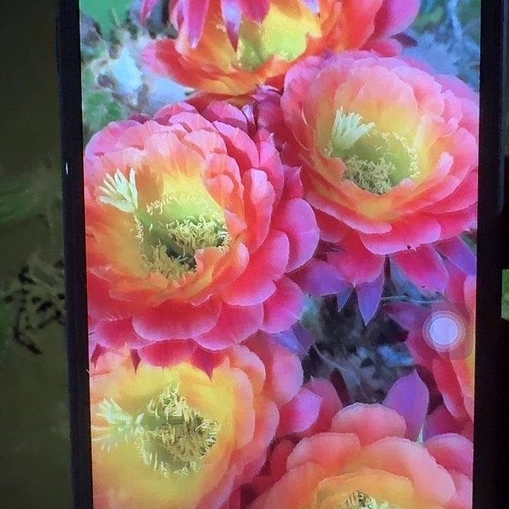 大满贯带根高10公分毛花柱