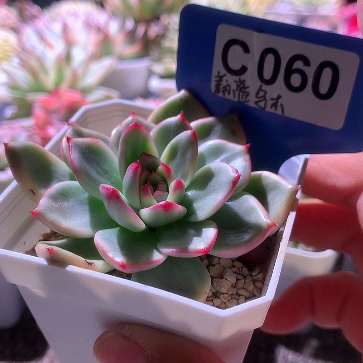 蔚蓝乌木覆轮锦有根